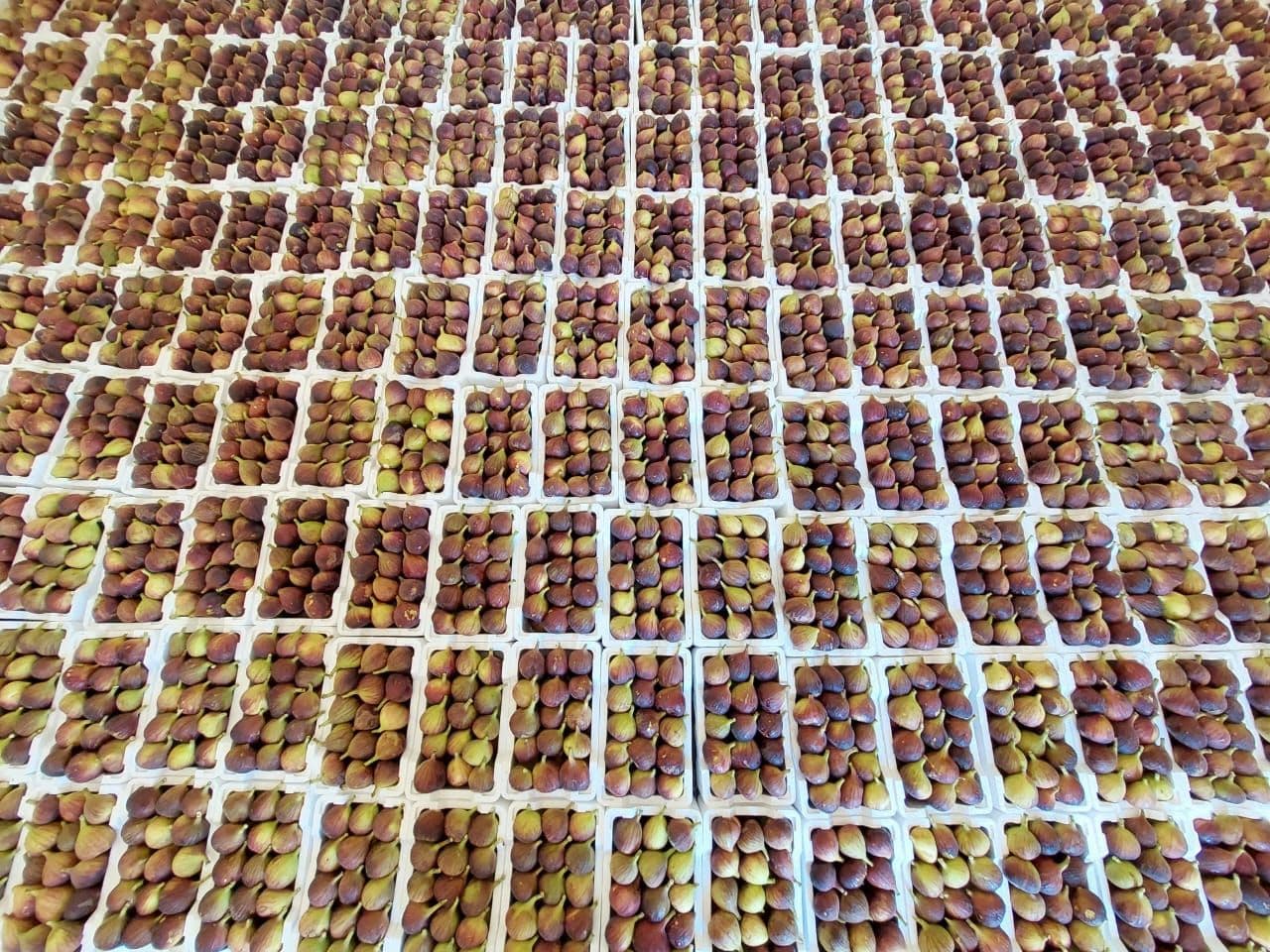 Figs (تين / Figs)